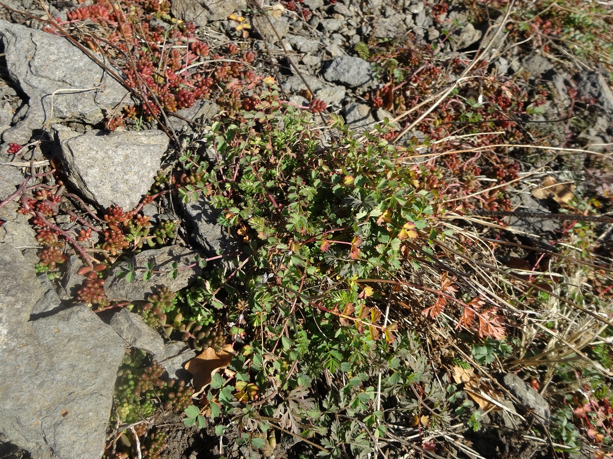 Poterium sanguisorba subsp. sanguisorba (Rosaceae)